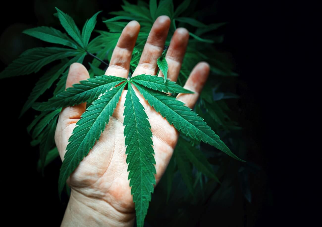 hand holding large medical marijuana leaf in hand 2023 12 20 17 54 07 utc
